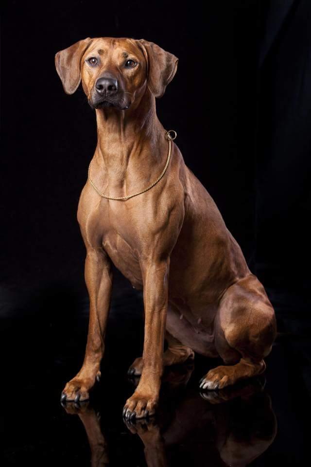 Forum 2024 rhodesian ridgeback