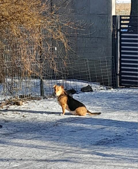 Dzika, Zwyczajna Kundelka MELCIA Po 4 Latach Tułaczki I Bezdomności ...