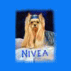 nivea