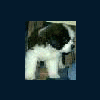 wwwcyc