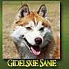 gidelskie-psy