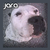 Jara