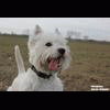 whiteterrier